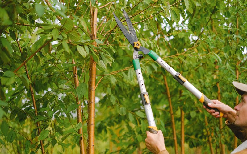 Tree trimming in Cecil, PA